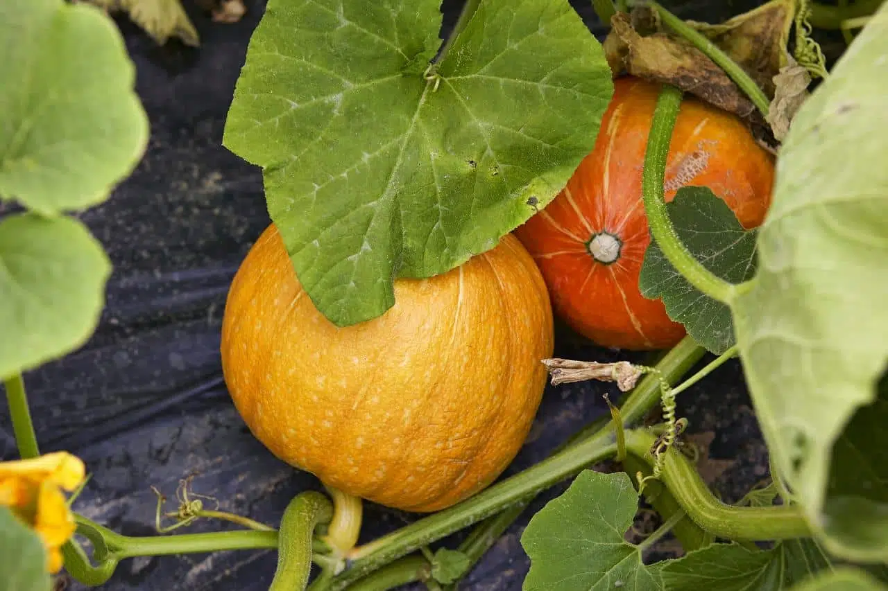 cultiver une citrouille