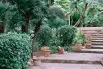 Clay pots decorating aged stone stairs surrounding by lush green tropical plants and trees in Jardines de Alfabia garden