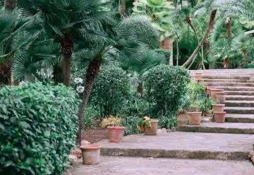 Clay pots decorating aged stone stairs surrounding by lush green tropical plants and trees in Jardines de Alfabia garden