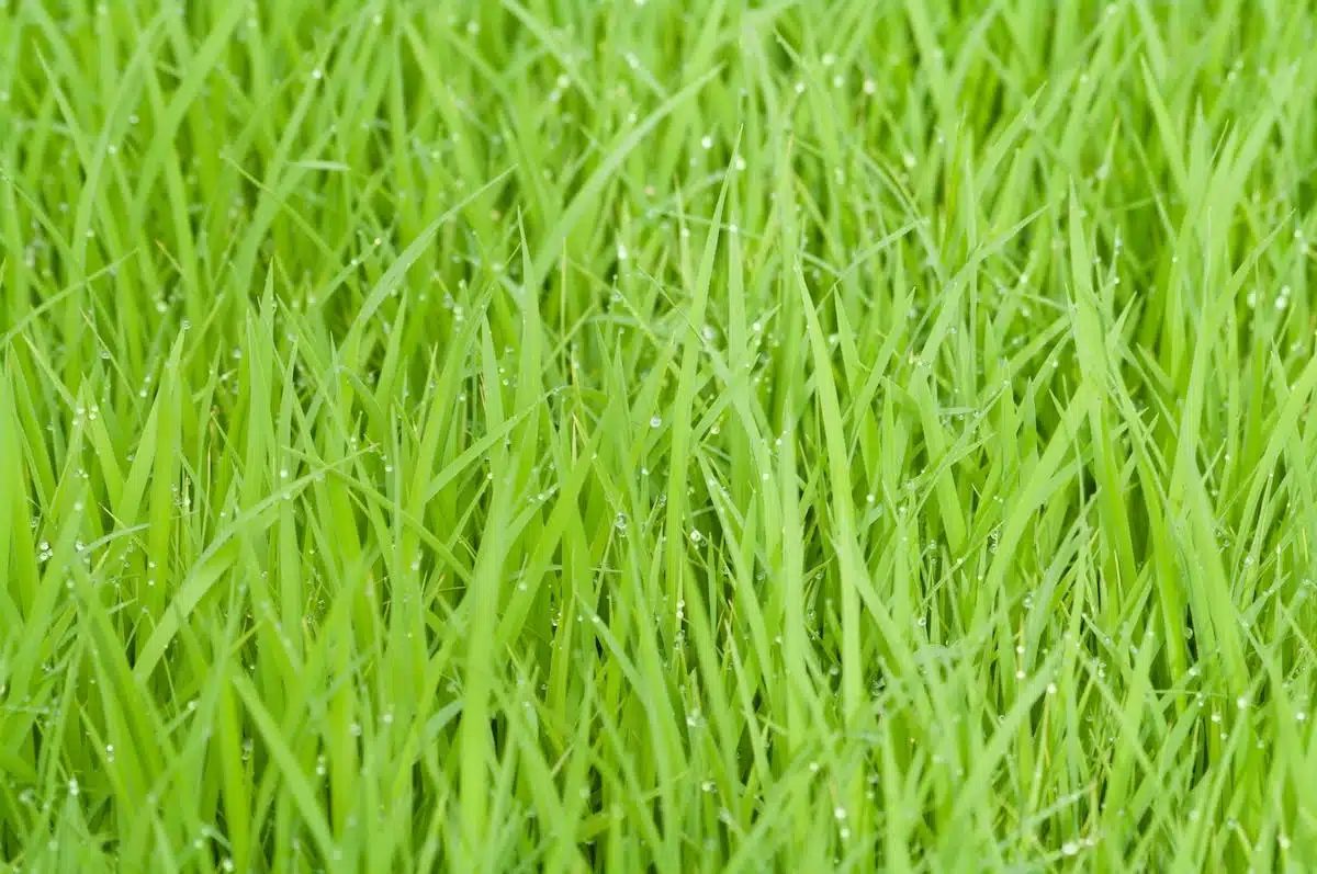 gazon vert