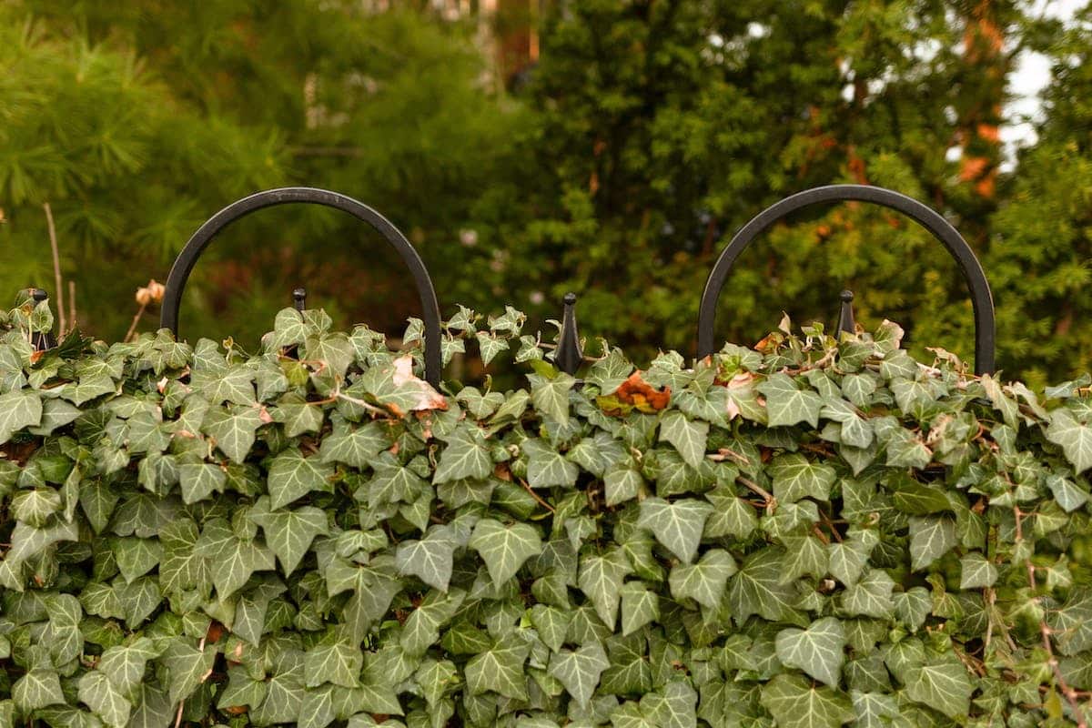 jardin harmonieux