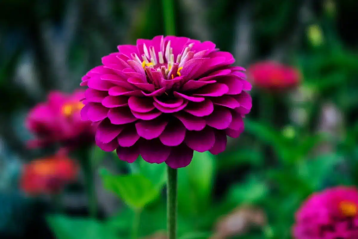 plantes floraison