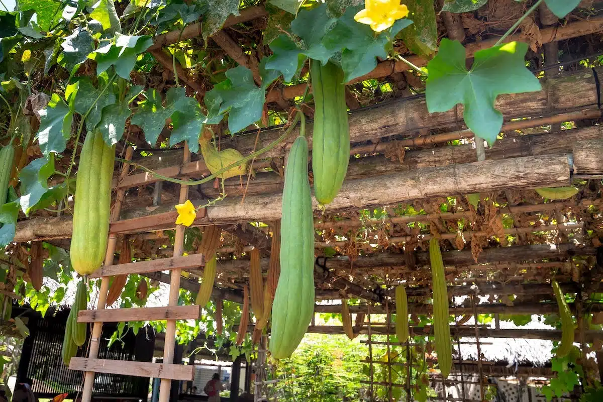 potager  esthétique