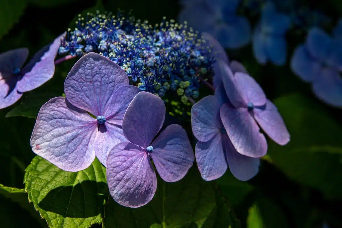 plantes fleuries