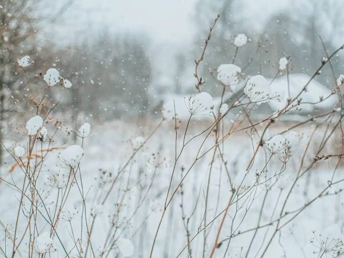 fleurs hiver