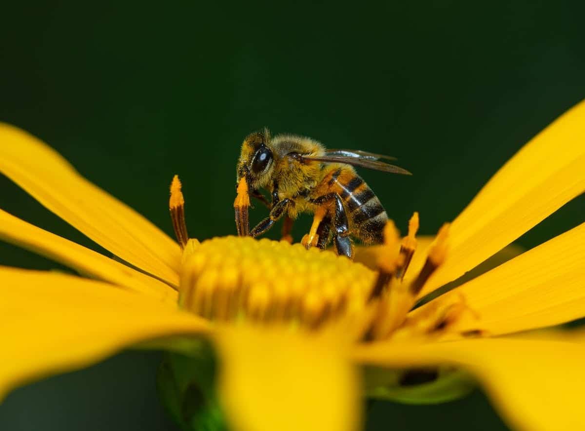 insectes pollinisateurs