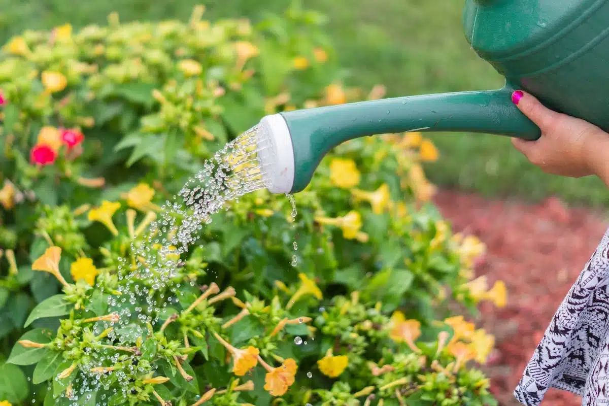 arrosage  jardin