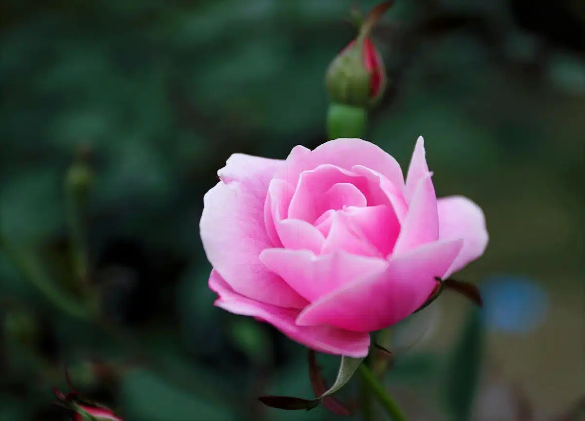 roses variétés