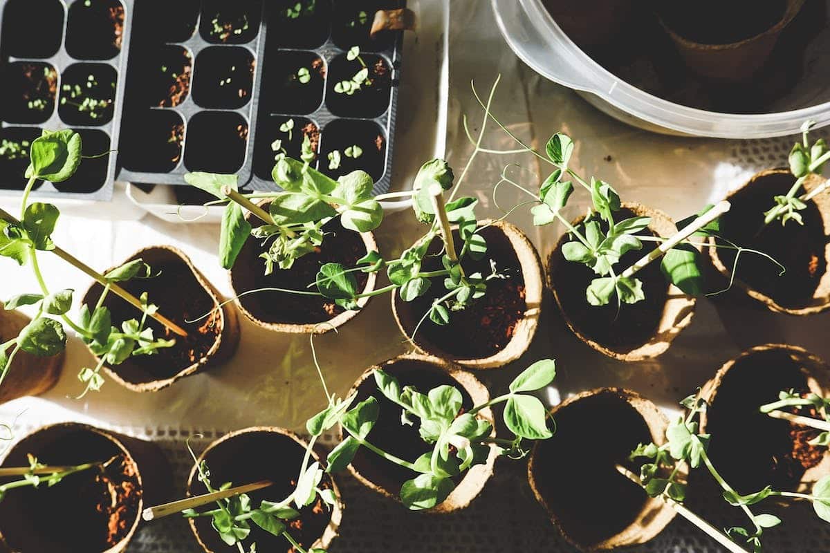 potager  planification