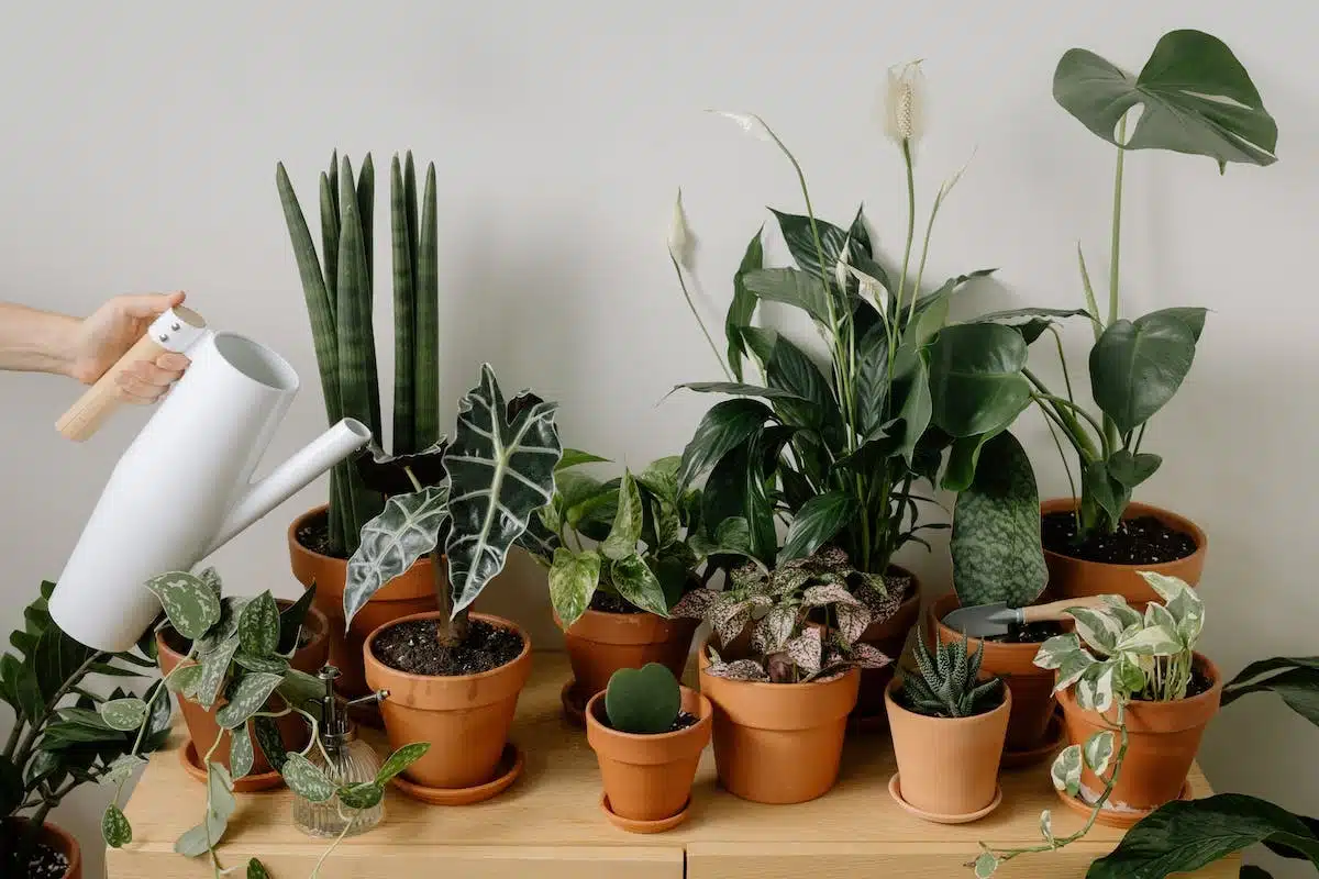 plantes  pots