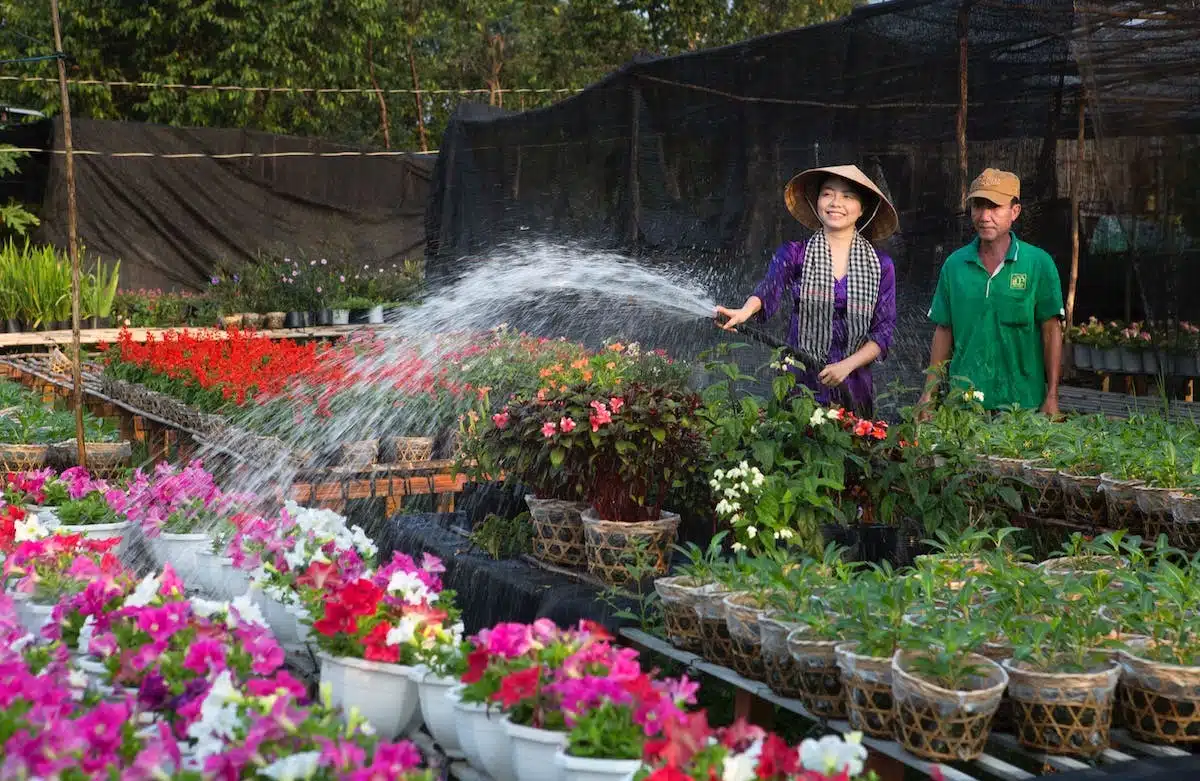 fleurs  jardinage