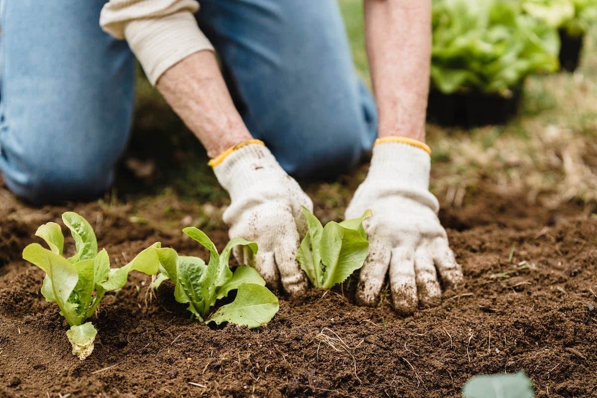 potager  légumes