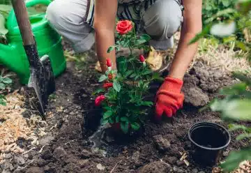 Comment choisir les meilleures plantes pour son jardin ?