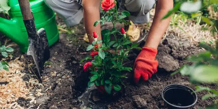 Comment choisir les meilleures plantes pour son jardin ?