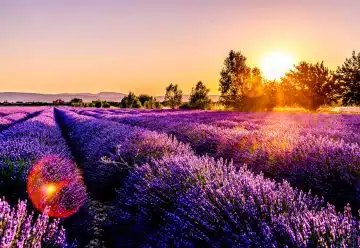 lavender field