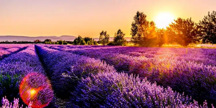 lavender field