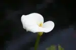 white flower in tilt shift lens