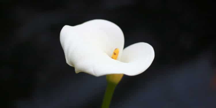 white flower in tilt shift lens