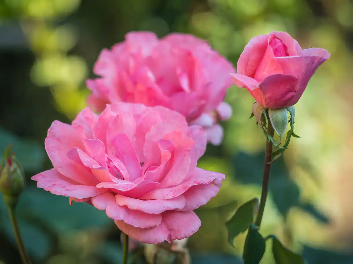 planter et cultiver des roses    