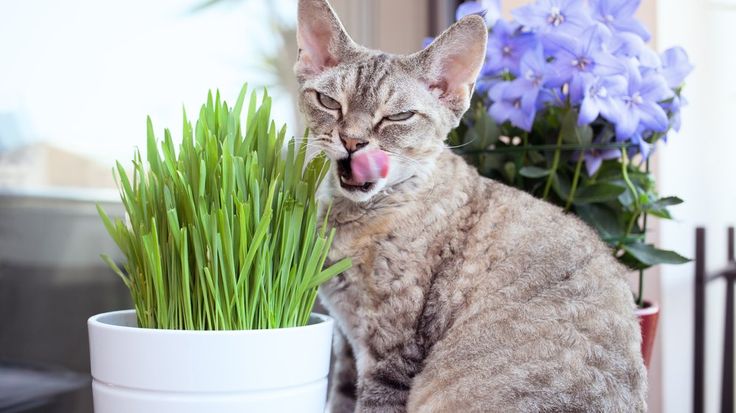 Comment faire de l’herbe à chat ?