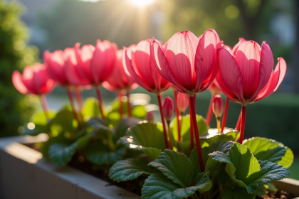 Fleurs de cyclamen dans un jardin moderne en balcon