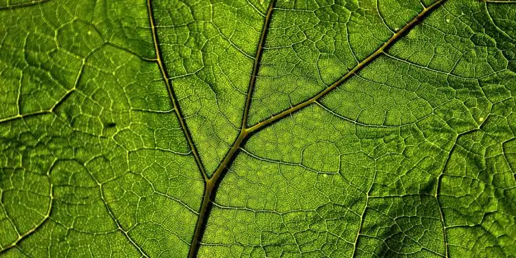 La Chélidoine : idéal pour se débarrasser des verrues !