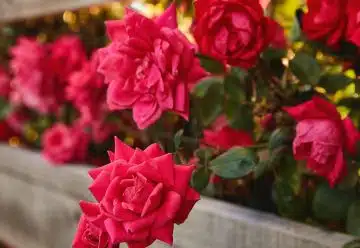 planter et cultiver des roses