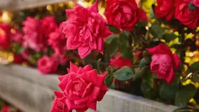 planter et cultiver des roses