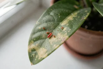 Gros plan de petites bêtes rouges sur le dessous d'une feuille de plante d'intérieur